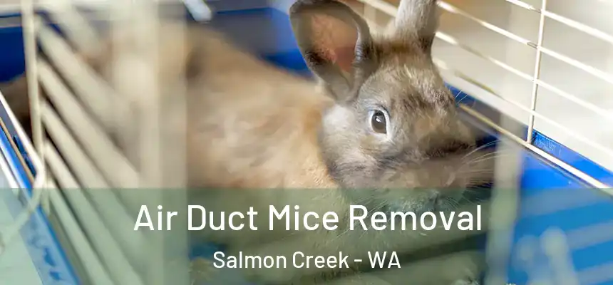 Air Duct Mice Removal Salmon Creek - WA
